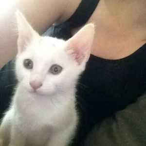 Meet your Posher, Samantha